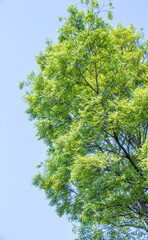 New bright green leaf foliage on a tree in spring isolated against a blue sky