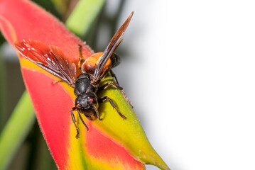 a wasp on a yellow flower.
