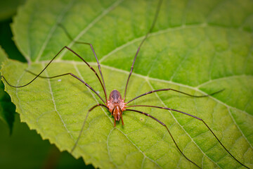  Spider haycous ordinary (Phalangium opilio) waits for prey on the leaves of Gortensia. Macro photo.