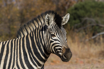 Fototapeta na wymiar Zebra (Equus quagga burchellii) head portrait closeup against a bokeh background of fall colors in South Africa