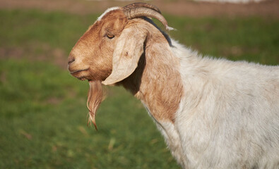 Obraz premium Brown headed goat staring nowhere