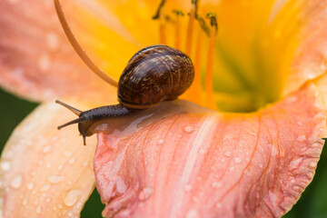Macro photo of small brown snail sitting on the petal of pink lily on sunny day after rain and drinking drops