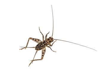 Cricket isolated on white background