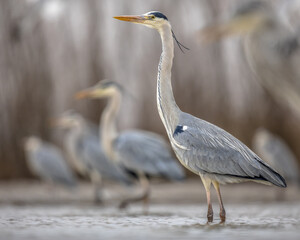 Grey heron hunting stationary in lake