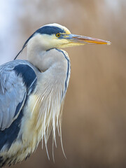 Portrait of Grey heron hunting