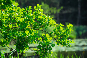 Branch of alder by the lake