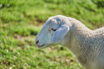 Obraz na płótnie Canvas White Baby Lamb Headshot in a field