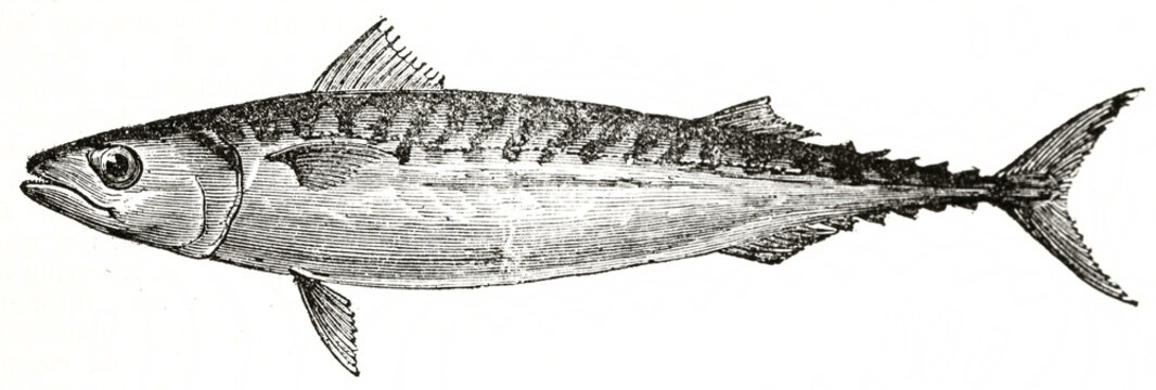 Single isolated mackerel (Scomber scombrus) on white background. Ancient engraving grey tone art by unidentified author, The Penny Magazine, London 1837