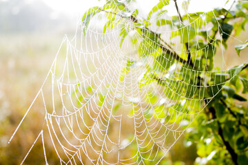 spider's web on the green branch of tree