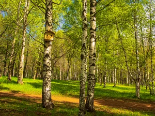 Foto auf Acrylglas Birkenhain trees in the Park, birch grove