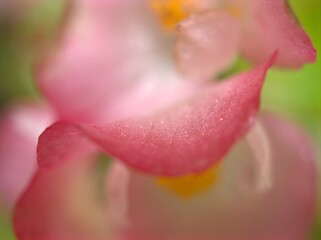 Closeup macro pink petals of rose flower with water drops and blurred background ,soft focus ,sweet color for wedding card design ,droplets on flower ,dew on pink begonia  petal 