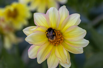 Close up of a beautiful flower in the garden at summer time