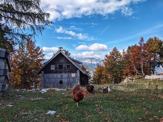 Scenic view of beautiful autumn mountains landscape and farm with chicken