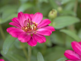Closeup pink petals of Zinnia angustifolia flower plants in garden with green blurred background ,macro image ,sweet color for card design