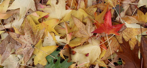 Foglie morte sul prato in autunno al parco
