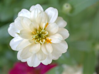 Closeup white petals of Zinnia angustifolia flower plants in garden with green blurred background ,macro image ,sweet color for card design