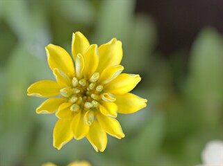 Closeup yellow petals of Zinnia angustifolia flower plants in garden with green blurred background ,macro image ,sweet color for card design