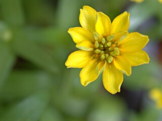 Fototapeta premium Closeup yellow petals of Zinnia angustifolia flower plants in garden with green blurred background ,macro image ,sweet color for card design