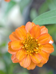 Closeup orange petals of Zinnia angustifolia flower plants in garden with green blurred background ,macro image ,sweet color for card design