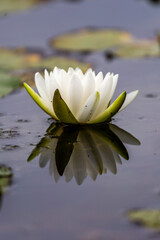 Water Lily and Reflection