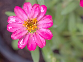 Closeup pink petals of Zinnia angustifolia flower plants in garden with green blurred background ,macro image ,sweet color for card design