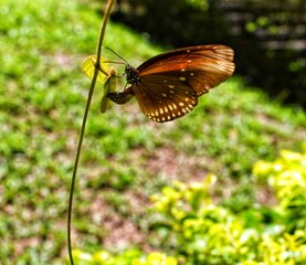 butterfly on a flower
