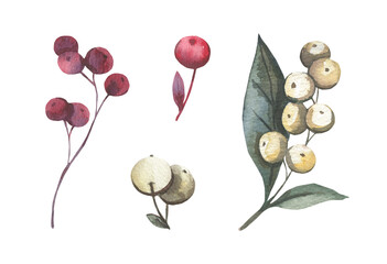 Hand painted in watercolor collection with red and beige berries. High quality illustration