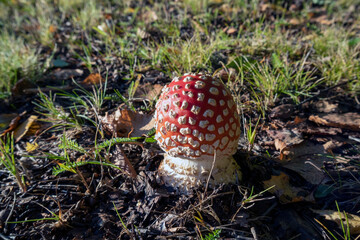 Amanita muscaria, Fly agaric mushroom