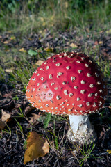 Amanita muscaria, Fly agaric mushroom