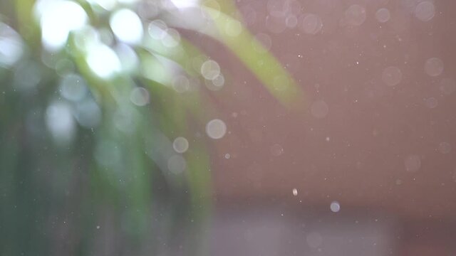 Particles flying in front of plant, oddly satisfying background