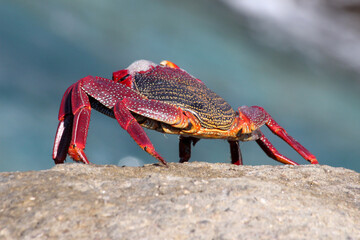 rote_Klippenkrabbe