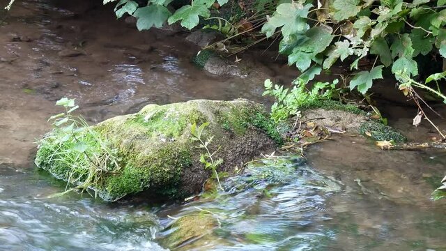 Refreshing clean stream flowing around moss covered boulder in woodland river