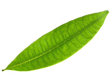 Pachira aquatica leaves isolated on a white background