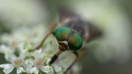 Goldaugenbremse, Chrysops relictus, auf Doldenblütler, gedeckte Herbstfarben als Hintergrund, Naturmotiv für Insekten im Garten, Insektenvielfalt durch Wildblumen im Garten 