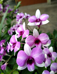 Fototapeta na wymiar Pink Dendrobium orchid in garden pot.