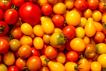 Group of Colorful Yellow, orange and red tomatoes pattern. Fresh harvested ripe red tomatoes in a farmers produce market. Top view.  Long plum tomatoes background. Heap pomodoro. Selective focus