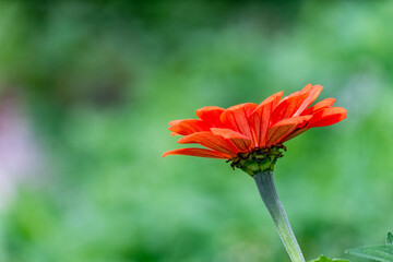 Zinnia violacea . Zinnia elegans . Youth-and-age . Zinnie