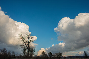 Obraz premium Landscape with deciduous trees and large clouds at sunset.