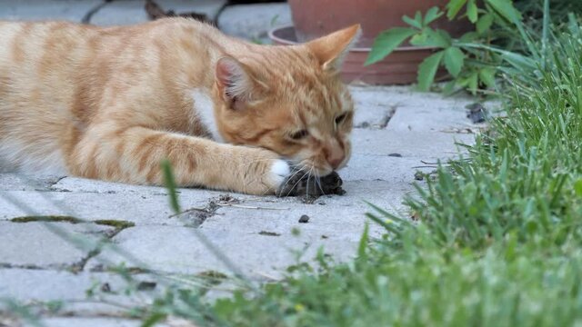 Ginger House Cat Eating A Dead Mouse In The Garden