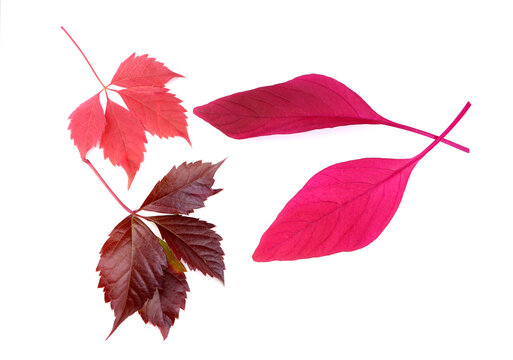 Dark-red leaves of wild grape and Amaranth isolated on a white background. Autumn red leaves of grape