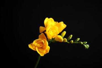 Beautiful yellow freesia flower on black background