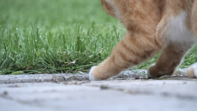 Street Cat Tearing Dead Mouse Apart, Unhygienic 