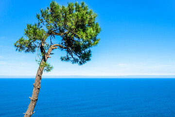 Lonely pine tree on the rocks above the sea. Donostia San Sebastian, Basque Country, Spain. Copy space