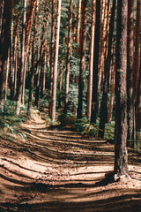 Way in the forest surrounded by pine trees in Covaleda, Soria, Spain