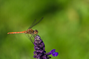 red orange dragonfly on a blue flower