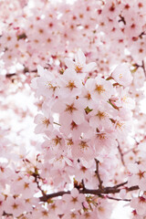 桜のクローズアップ
