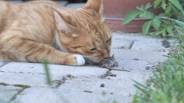 Ginger Cat Tears Apart Dead Mice, Preparing To Eat It, Cruel
