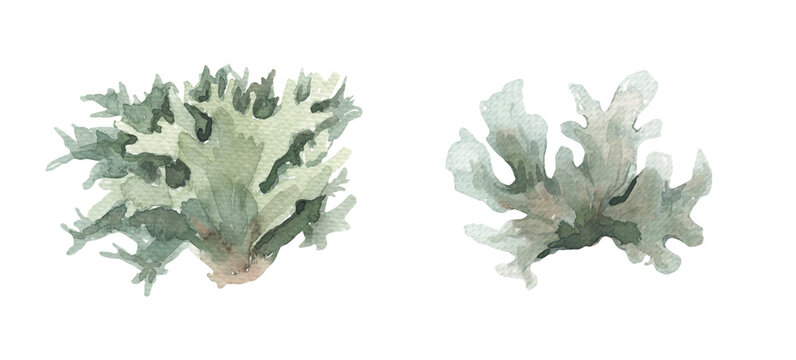 Hand Painted In Watercolor Green Lichen Collection. High Quality Illustration