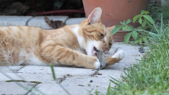 Ginger Cat Bites Dead Mouse's Head And Plays With It