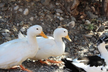two ducks 
